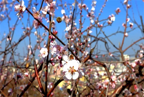 眾志成城戰(zhàn)“疫”情，校企合作“再出發(fā)”