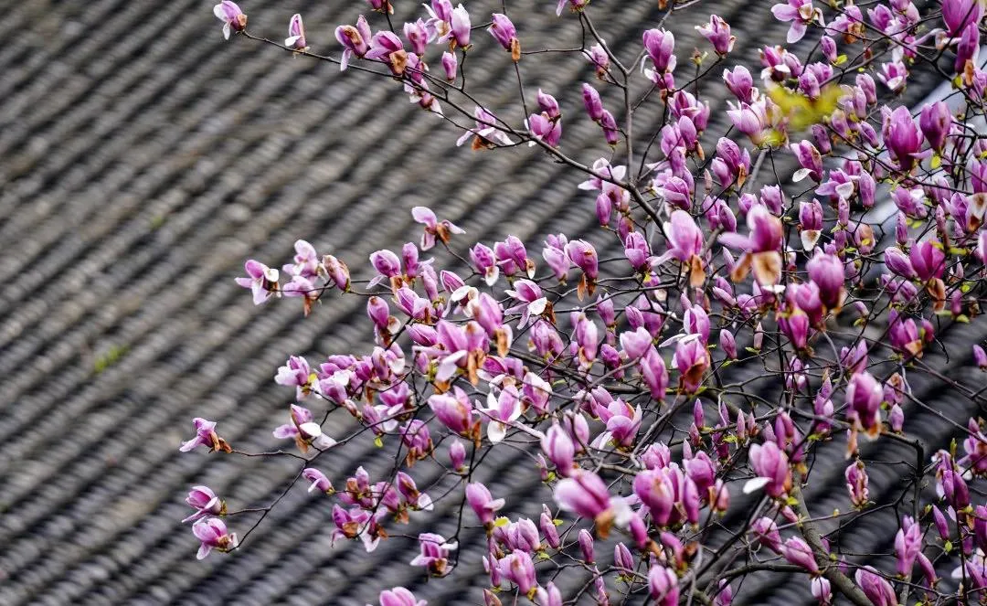 “賞花邀請函” | 春天賞花，請你一定要來孟府！
